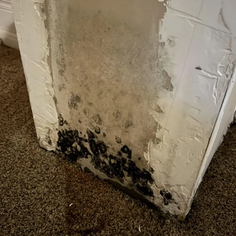Professional Mold Removal in Knox County, IL